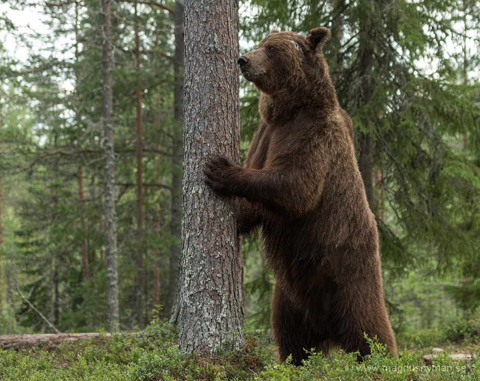 Big male bear at a tree